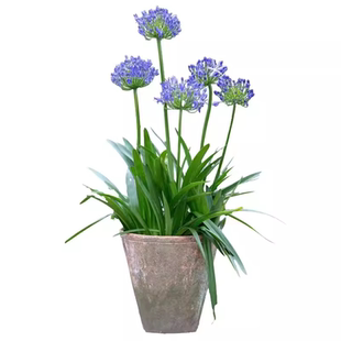 百子莲夏日之恋花苗多年生种球庭院阳台花卉根茎盆栽植物耐寒耐热