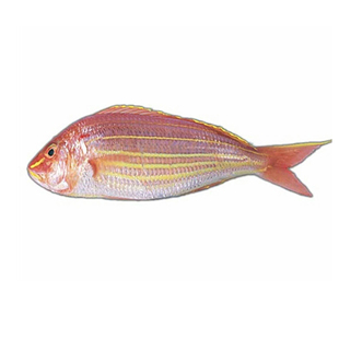 红杉鱼新鲜冷冻拍三份包邮鲜活水产金丝鱼海钓捕金三线红衫鱼500g