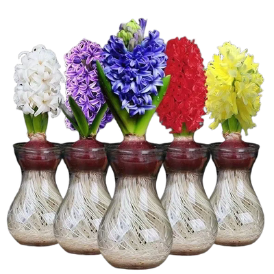 水培风信子种球室内庭院四季土培花卉盆栽水养植物耐寒易养易活