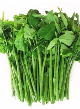 广西新鲜树仔菜500g天绿香甜菜