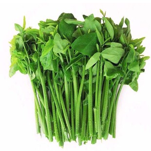 广西新鲜树仔菜500g天绿香甜菜潮汕菜野菜酒楼私房菜酒店食材凉拌