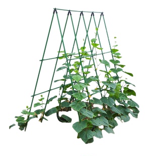 黄瓜爬藤架花架葡萄月季四季豆角西红柿固定杆植物支撑种菜架菜杆