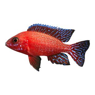 三湖慈鲷活体 马鲷科岩栖像海水鱼热带鱼活体小型淡水观赏鱼马鲷