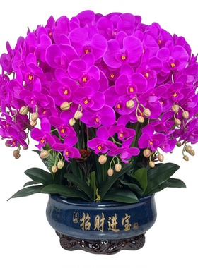 蝴蝶兰仿真花客厅高档花过胶手感保湿花大厅摆假花蝴蝶兰超大盆花