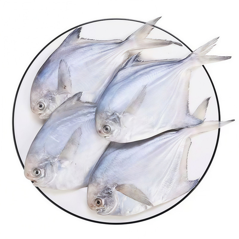 海捕新鲜冷冻银鲳鱼非金鲳