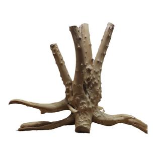 杜鹃根栖根草缸造景沉木造景水陆缸雨林缸南美缸一木成景爬宠缸架