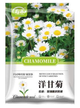 满天星种子菊花四季播种