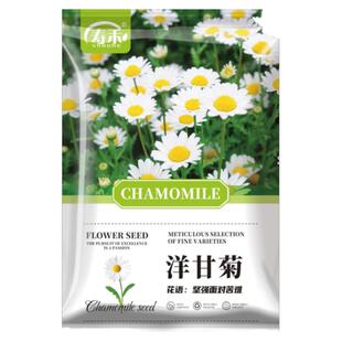 满天星种子菊花一年四季播种种植种籽子孑花籽花种庭院阳台易活