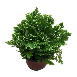 卷柏盆栽苗蕨类植物耐寒冬天冻不死办公室阳台绿植花卉季室内栽苗