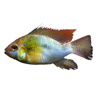 荷兰短鲷七彩圆身波子超萌凤凰鱼