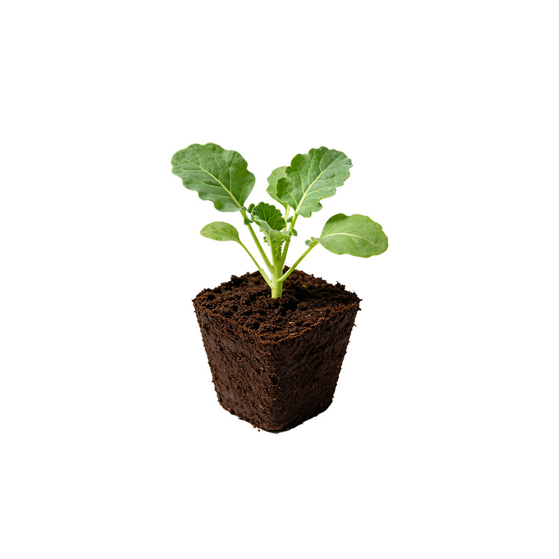 西兰花苗秧菜甘蓝白莴苣带土