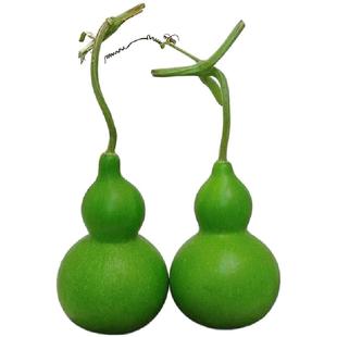 绿色新鲜葫芦佛手柑鲜切花水培植物年宵花春节家用客厅摆设