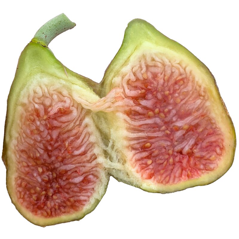 北方地栽早熟哈代耐寒芝加哥无花果树苗无花果苗盆栽带盆发货