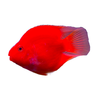 鹦鹉鱼发财鱼鱼黄鹦鹉鱼梅花鹦鹉鱼红白鹦鹉鱼斑马鱼热带鱼活体鱼