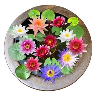 睡莲花苗水培植物耐寒盆栽水生花卉庭院池塘特大荷花带花苞四季开