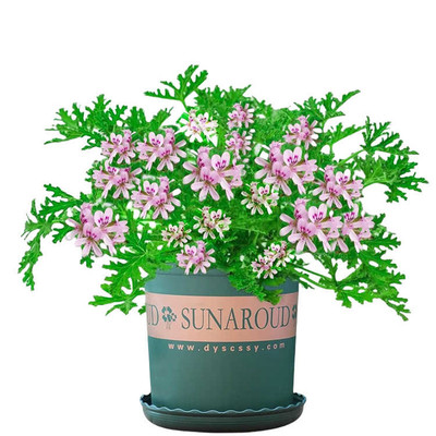 驱蚊草盆栽驱虫防蚊香草花卉绿植