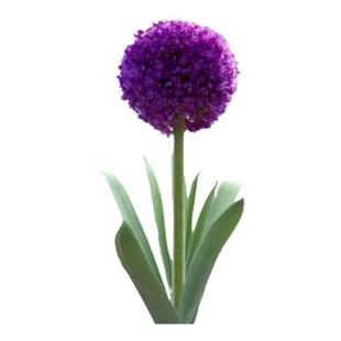 园艺家大花葱进口荷兰种球大使花境花卉庭院地载盆栽耐寒宿根球根