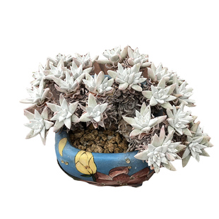 白菊多肉植物韩国进口稀有多肉老桩丸叶白菊群生一物一拍仙女杯属