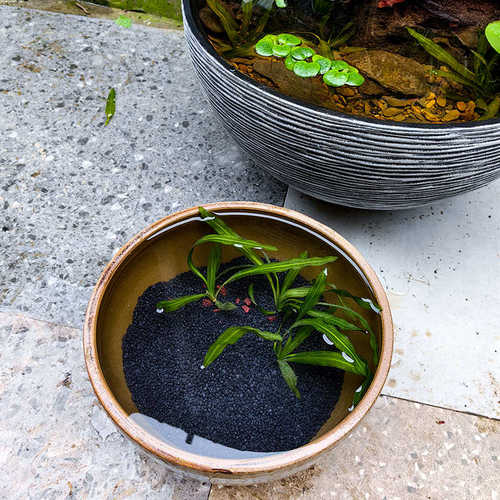 古法养鱼专用水草泥生态鱼缸底砂水藻泥底部砂石火山石净水泥土