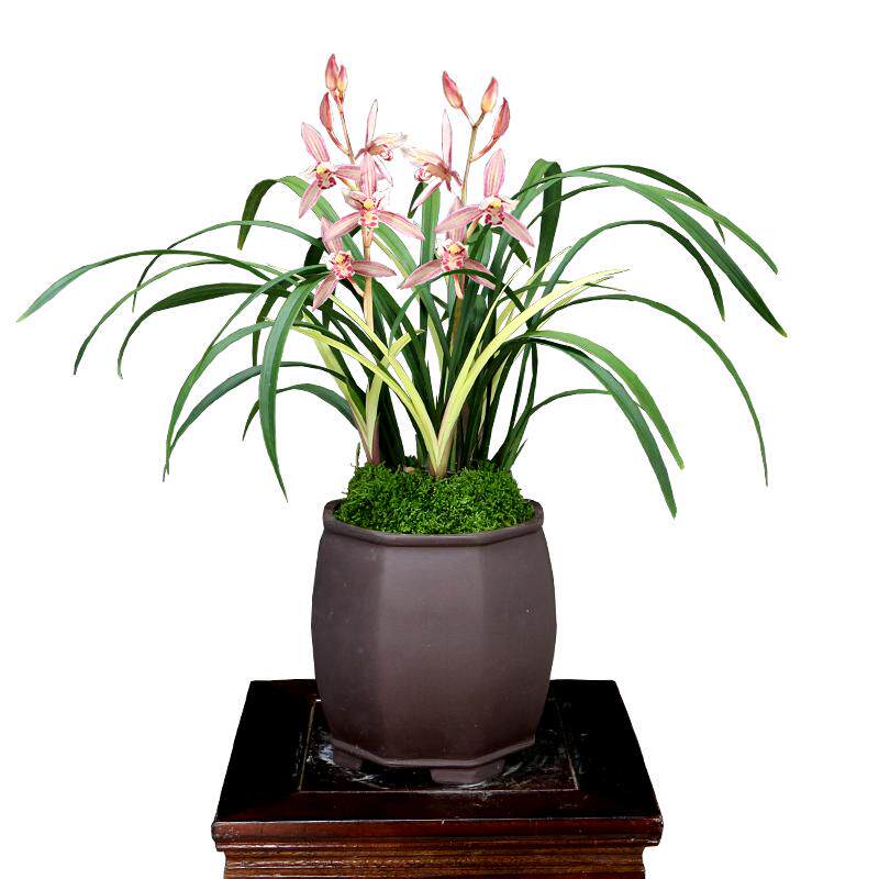 翁源老种四季建兰花市长红带花浓香台北好养室内花卉绿植桌面盆栽
