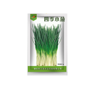 四季小香葱种子种头苗火葱头种红葱头种籽阳台盆栽思威博葱种子
