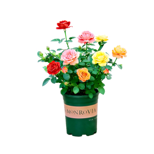 多色玫瑰花盆栽室内阳台室外绿植开花植物四季花卉月季带花苞花苗