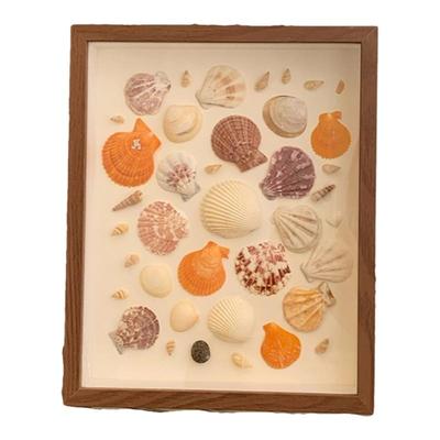 海边贝壳海螺diy标本框手工礼物