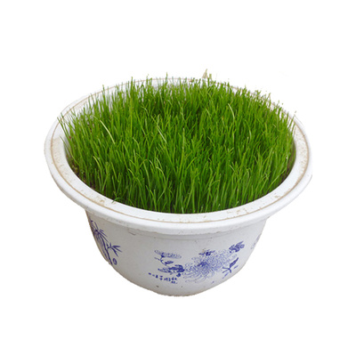 台湾2号草籽四季常青低矮耐践踏