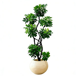 造型鸭脚木客厅绿植高级感室内大型盆栽高端大气上档次落地鸭掌木