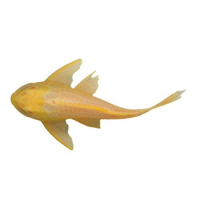 黄金红眼女王清道夫大帆鱼