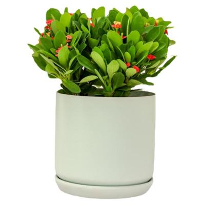 绿森虎刺梅盆栽铁海棠室内阳台庭院四季开花不断观花绿植好养易活
