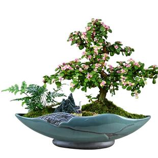 金枝玉叶盆栽老桩造型多肉盆景植物办公室内四季好养易活绿植花卉