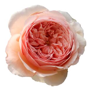 海蒂的花园月季花苗龙沙宝石果汁阳台庭院植物树苗好养花卉盆栽