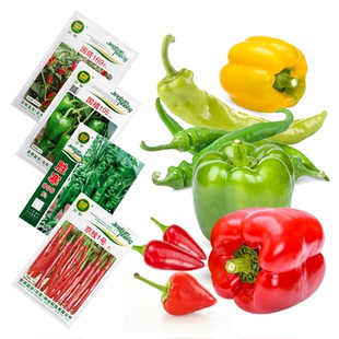 辣椒种子二荆条线椒朝天椒青红黄甜椒牛角椒小米辣农科院蔬菜籽孑