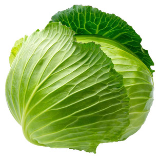 甘蓝种子菜头洋白菜卷心菜籽春季室外菜园室内阳台种盆栽蔬菜种子