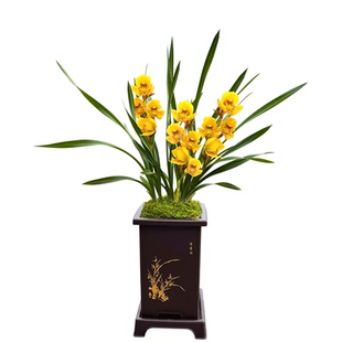 现带花苞兰花苗 皇帝荷 春兰名品花卉赏花浓香室内客厅植物盆栽