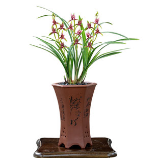 高端老种四季建兰赤城峨眉晨光小国魂红香妃带花浓香好养花卉盆栽