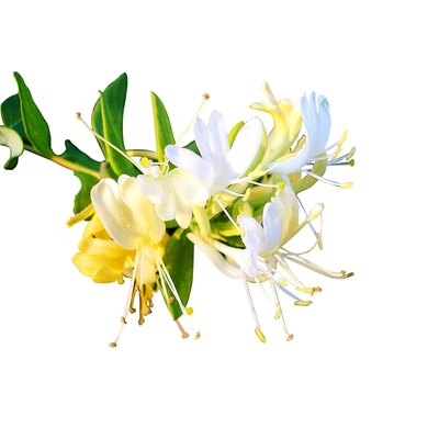 可食用金银花树苗浓香多季开花卉