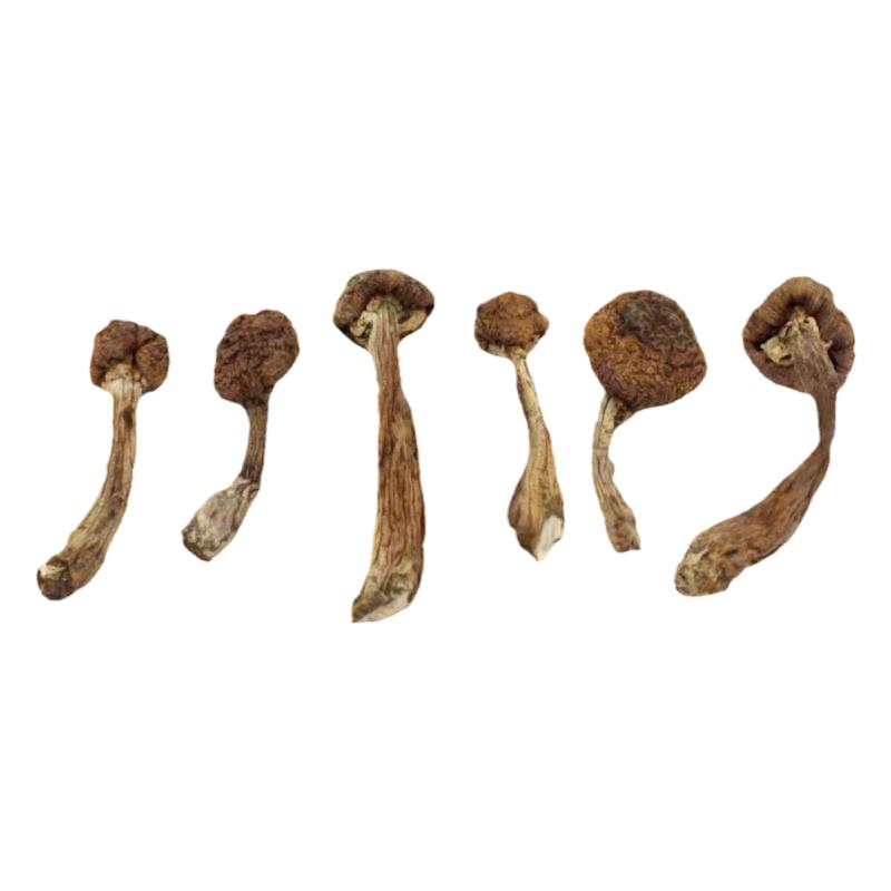 蘑菇小鸡炖蘑菇精挑细选