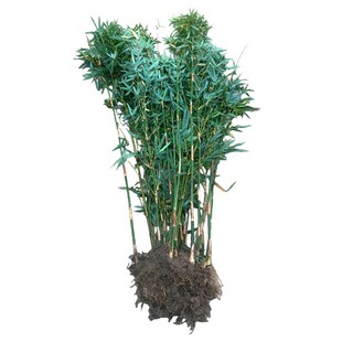 竹子苗庭院四季耐寒植物观赏黄金竹罗汉竹紫竹苗盆栽带土包活绿植