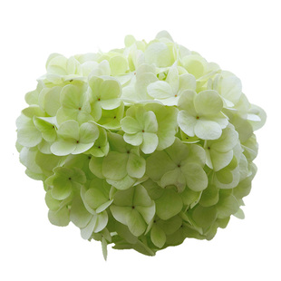 中华木绣球大花斗球非粉色木本绣球花园植物庭院楼顶阳台花园盆栽