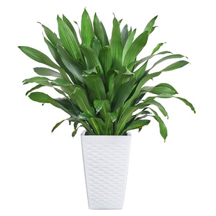 巴西铁盆栽青叶也门铁盆景铁树客厅办公室内植物好养四季长青绿植