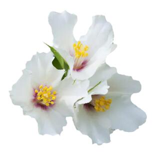 种花王大爷 山梅花盆栽花卉落叶灌木阳台庭院花园植物好养耐寒