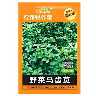 野菜马齿苋种子农家蚂蚱菜四季野菜籽阳台长寿菜种孑农家蔬菜种子