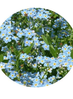 勿忘我花种四季开花易活勿忘草籽