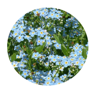 勿忘我花种四季开花多年生勿忘草种籽子阳台庭院耐寒宿根易活盆栽