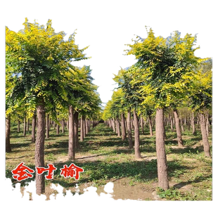 中华金叶榆树苗别墅庭院大型耐寒风景绿化树白榆黄金榆苗榔榆垂榆