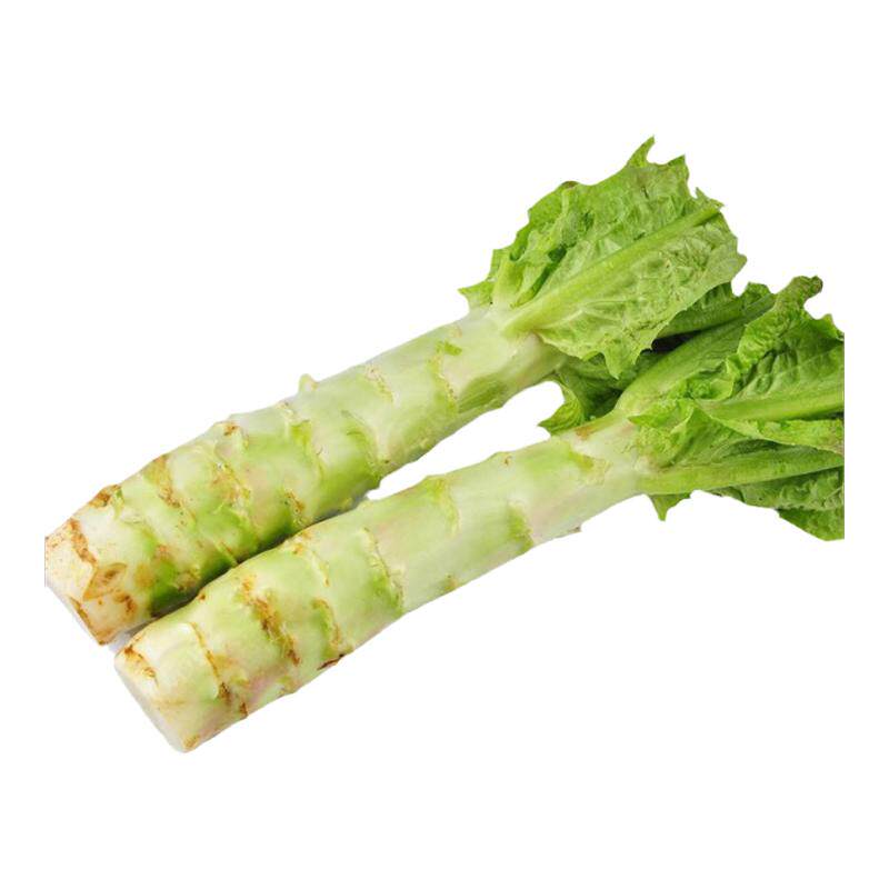 红尖叶莴笋种子莴苣种籽菜种菜籽红色秋冬季菜耐寒青笋菜孑窝笋