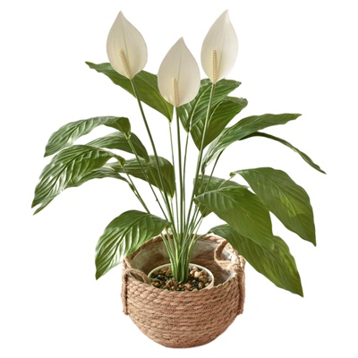 塑料花小盆景摆件红掌