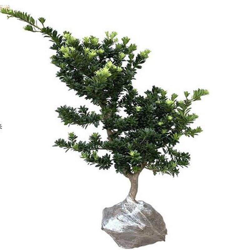 罗汉松盆景庭院绿化四季常青植物大叶雀舌室内客厅造型带土盆栽苗